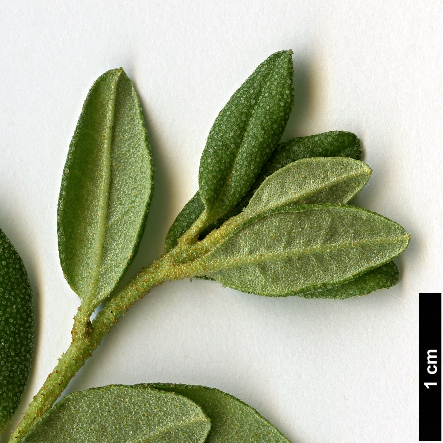 High resolution image: Family: Ericaceae - Genus: Rhododendron - Taxon: hippophaeoides - SpeciesSub: var hippophaeoides High resolution image: Family: Ericaceae - Genus: Rhododendron - Taxon: hippophaeoides - SpeciesSub: var hippophaeoides